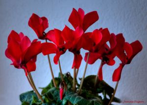 c56-1x-Cyclamen Flowers Vivid Red Blossoms.jpg